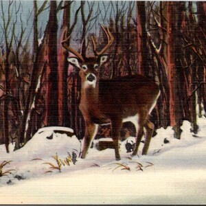 Carte postale jeune chevreuil dans les bois enneigés en hiver inutilisé