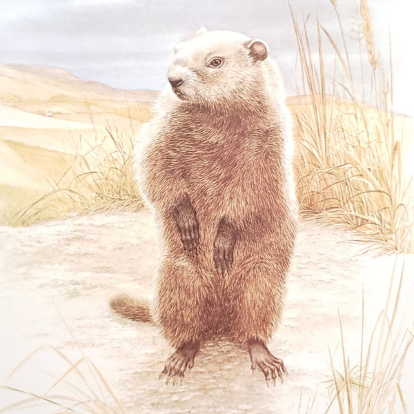 Groundhog Woodchuck Book Plate Print Illustration by Severt Andrewson 9x12 Gallery Wall Art Canadian Wild Animals Marmots