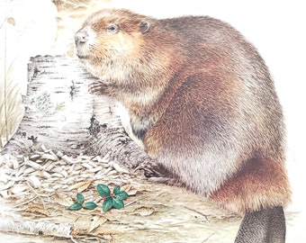 Beaver with Birch Tree Book Plate Print Illustration by Severt Andrewson 9x12 Gallery Wall Art Canadian National Animal