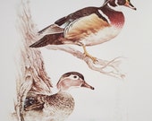 Wood Ducks Book Plate Print Illustration by Severt Andrewson 9x12 Gallery Wall Art Hen and Drake North American Ducks Cabin Decor