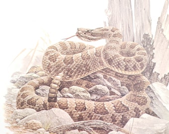 Massasauga Rattlesnake Book Plate Print Illustration by Severt Andrewson 9x12 Gallery Wall Art Pit Vipers Snakes Venomous Reptiles