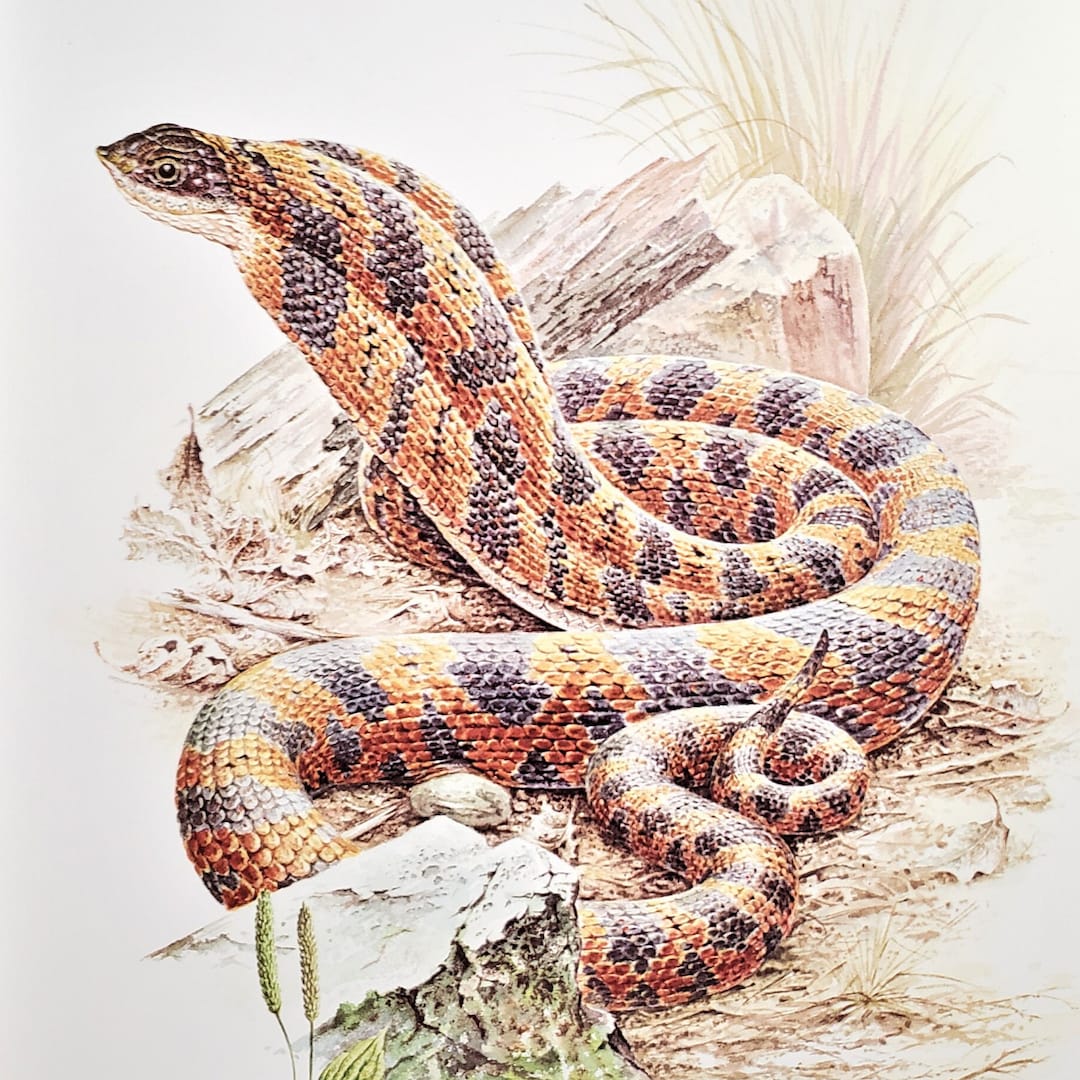 Eastern Hognose Snake Book Plate Print Illustration by Severt Andrewson ...