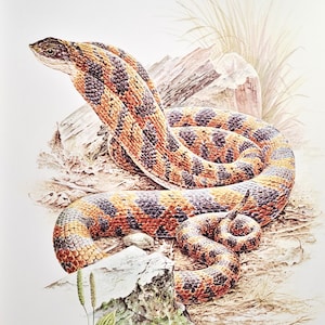 May include: A detailed illustration of a snake with orange and black markings, coiled around a rock. The snake is depicted in a natural setting with grass and foliage.