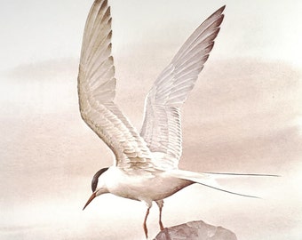 Arctic Terns Book Plate Print Illustration by Severt Andrewson 9x12 Gallery Wall Art Arctic Subarctic Sea Birds