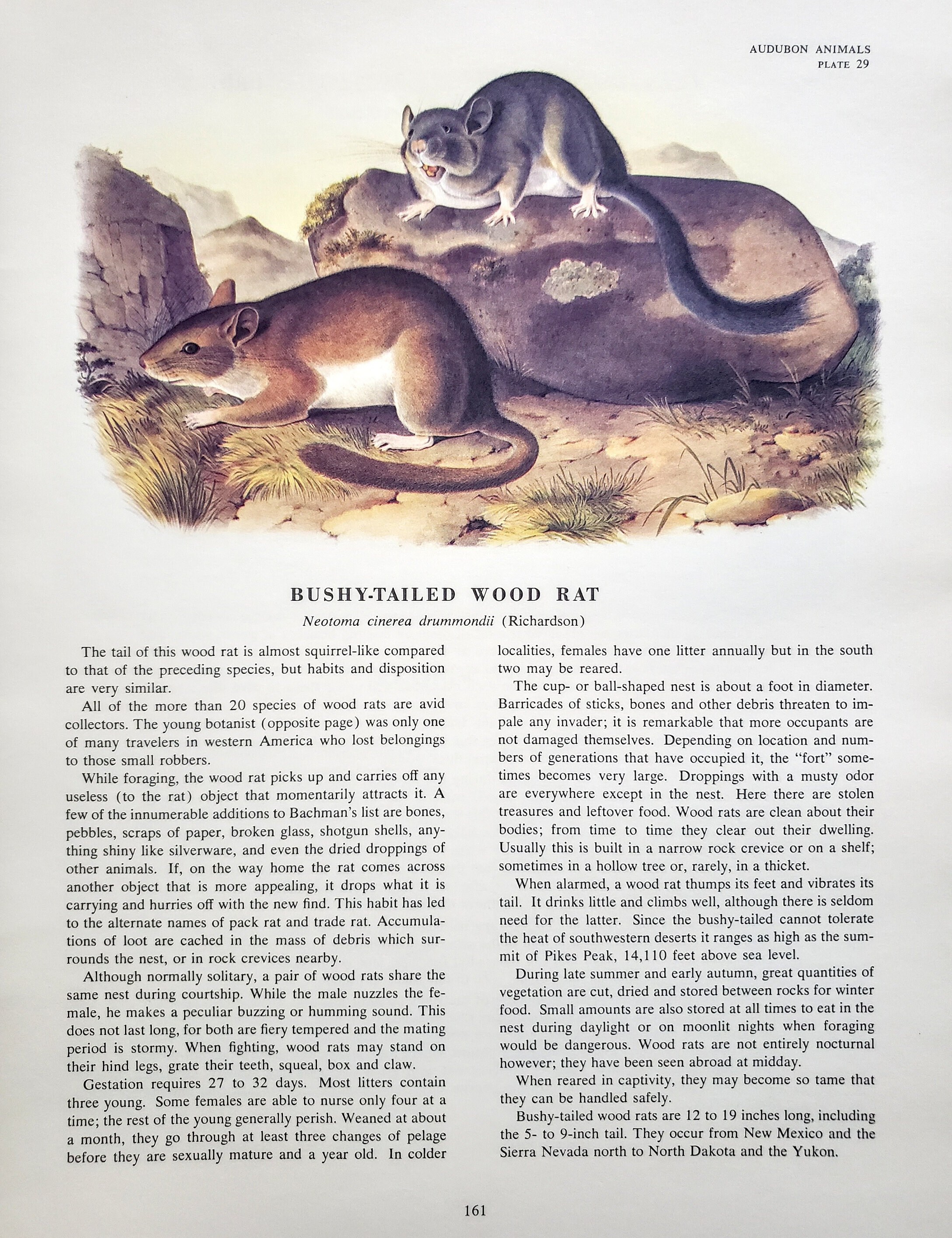 Bushy-tailed Wood Rat by John James Audubon 9