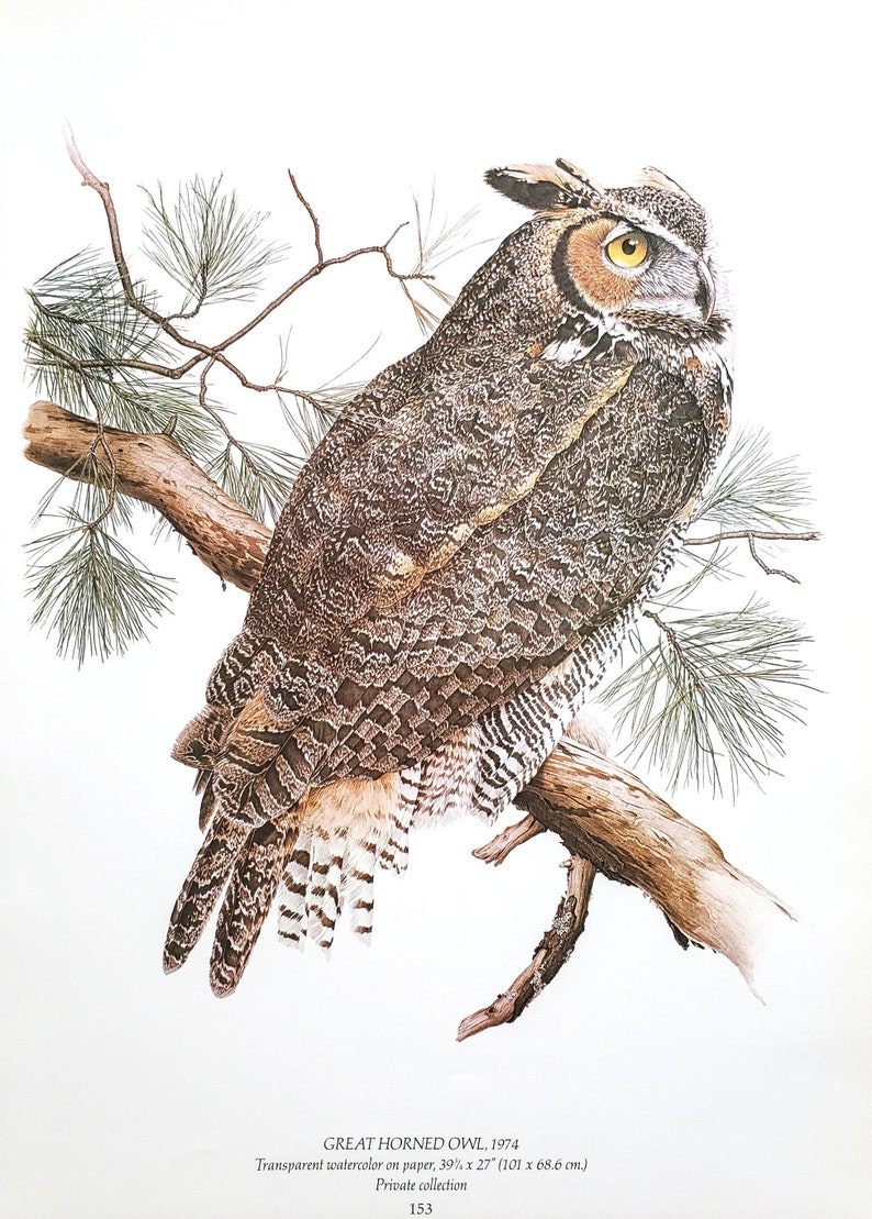 Great horned owl sitting on a pine or fir branch with its back to the viewer and face looking to the right. Reproduction/book plate of a watercolor painting.