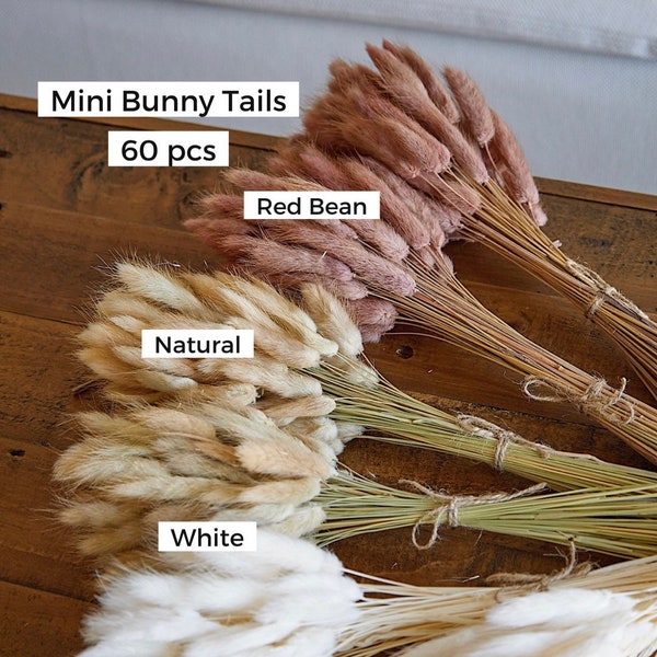 Ramo pequeño de colas de conejo secas – 50–60 tallos, a elegir color