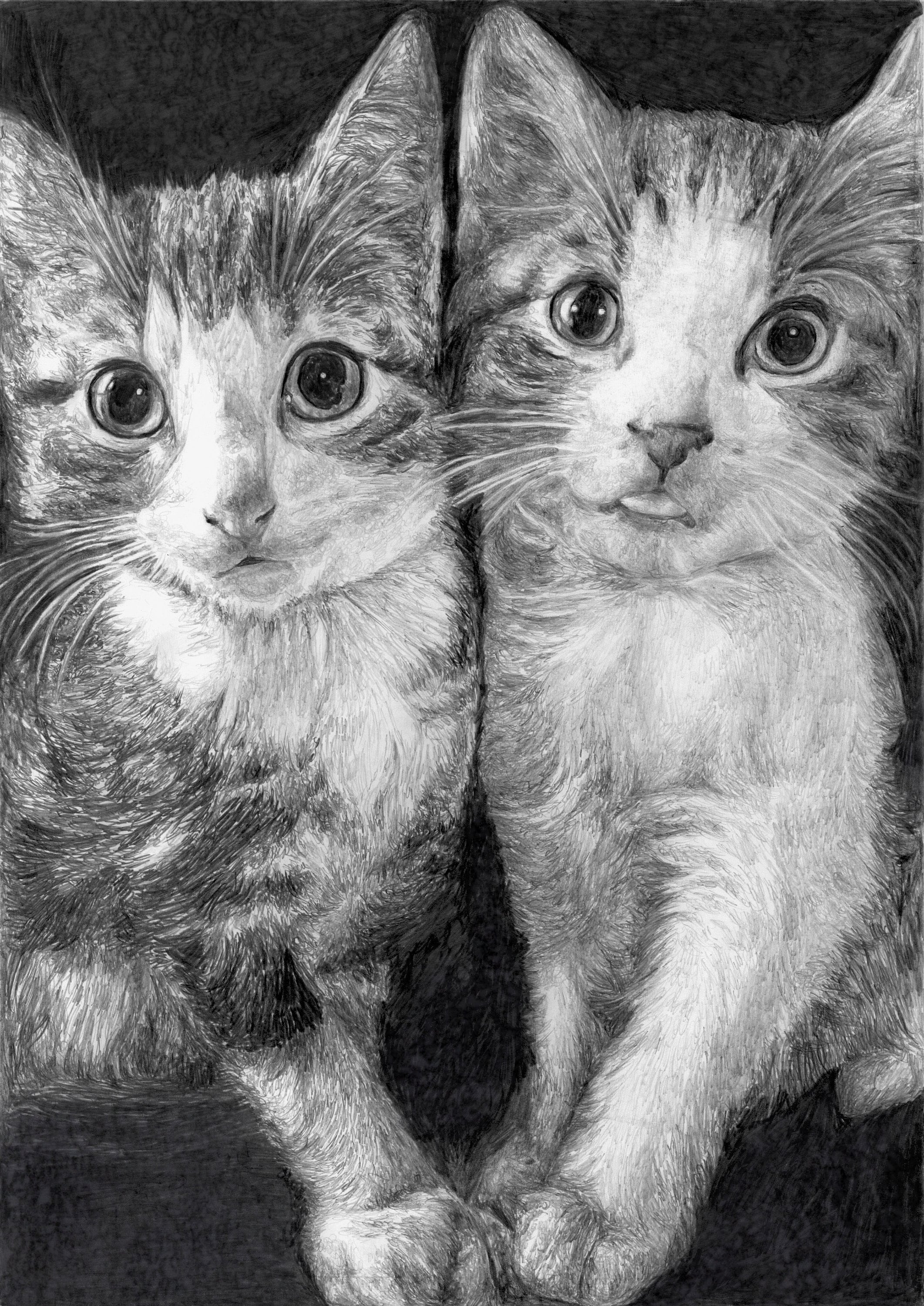 Custom Cat Pencil Sketch Black & White Graphite Hand Drawing | Etsy