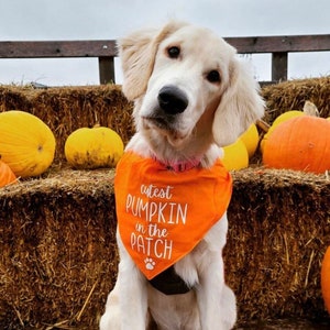 Cutest Pumpkin In The Patch Dog Bandana - Fall Dog Bandana - Autumn Dog Bandana - Festive Bandana - Pumpkin Dog Bandana - Halloween Bandana