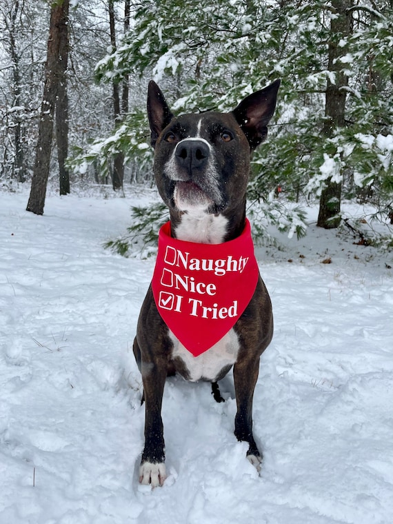 Naughty Nice I Tried Dog Bandana Naughty Dog Bandana Funny Christmas Dog Bandana Christmas Dog Bandana Holiday Dog Bandana Etsy
