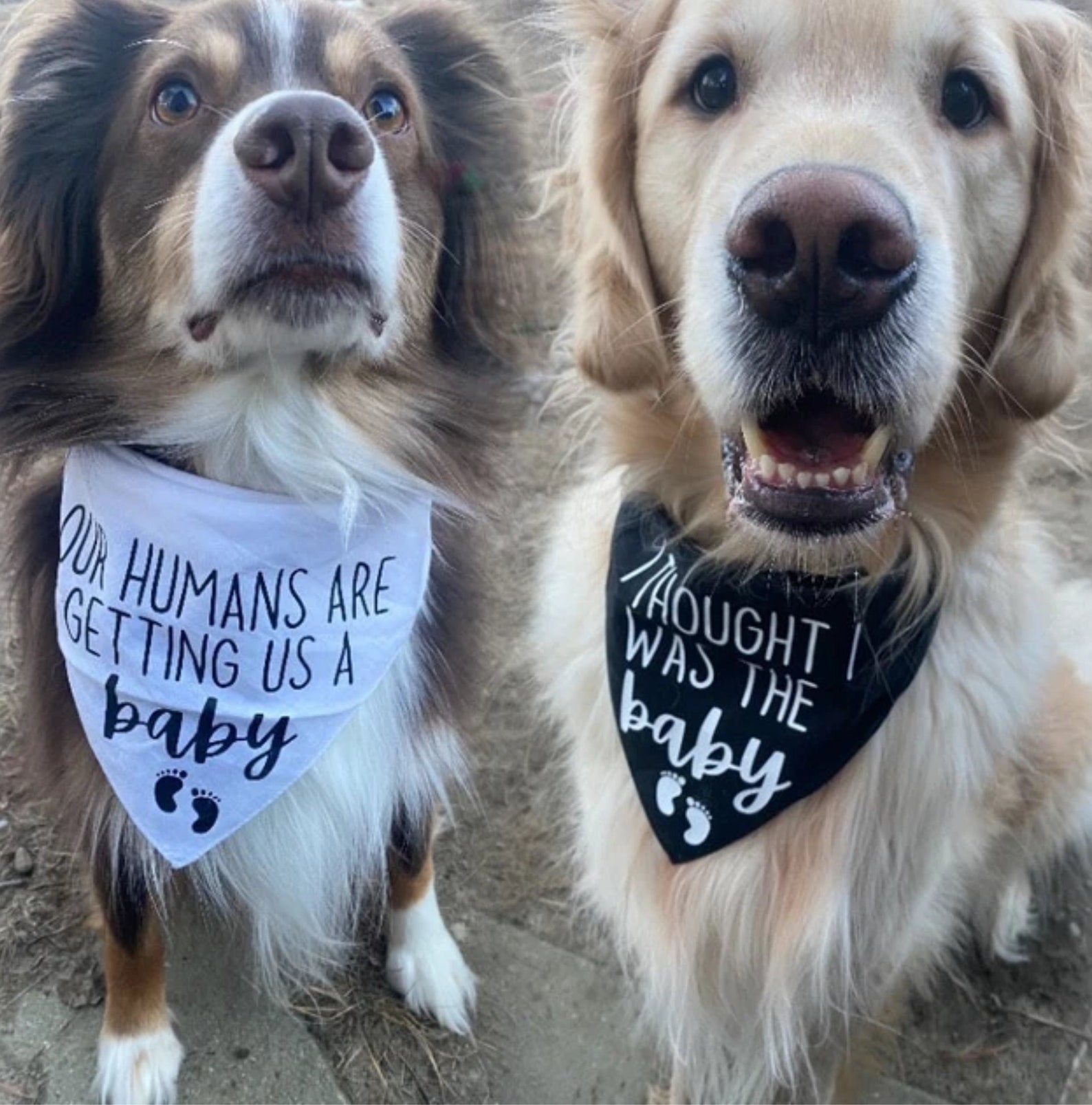 Pregnancy Announcement Dog Bandanas Our Humans Are Getting Us A Baby Dog Bandana I Thought I Was