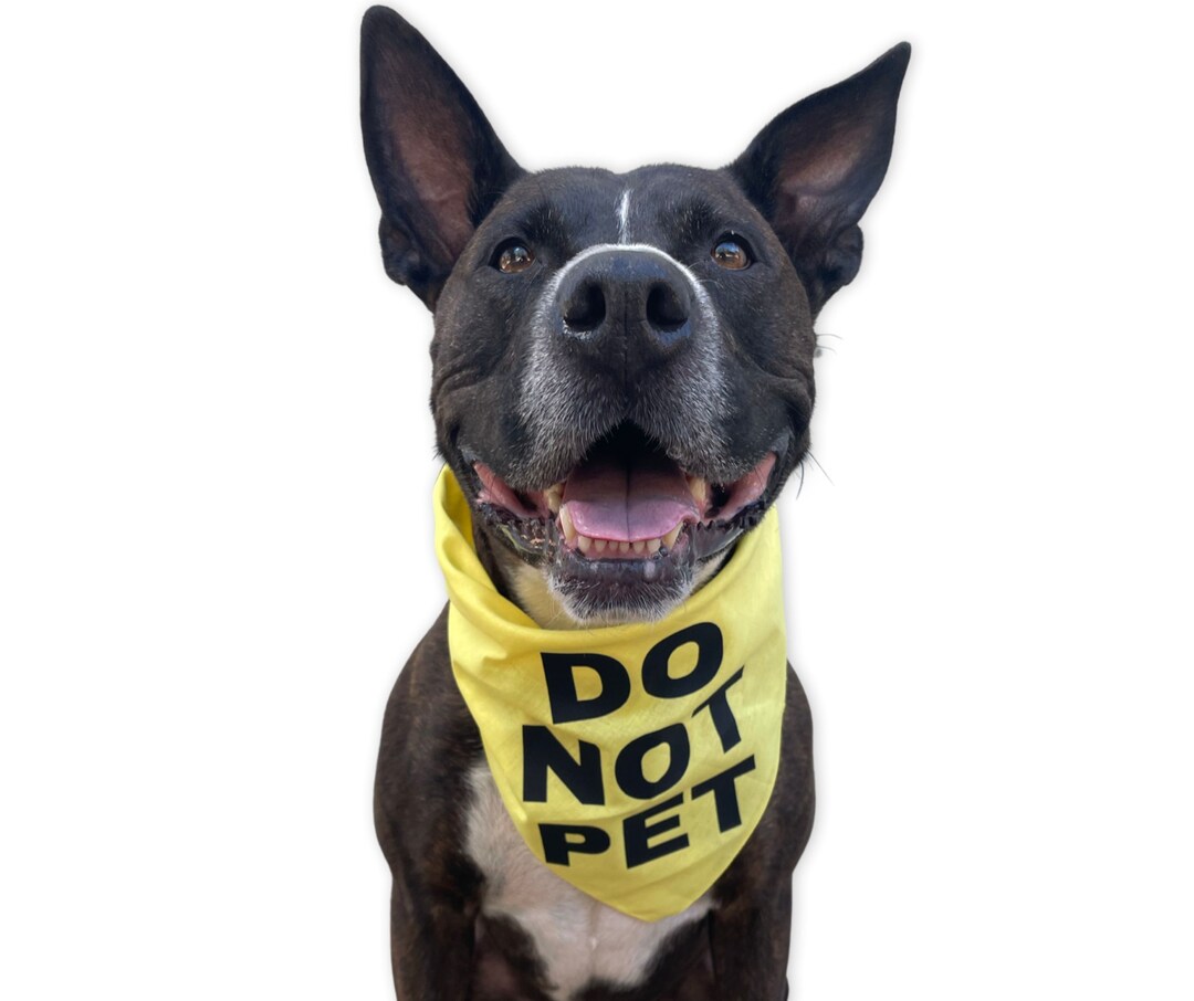 Do Not Pet Dog Bandana Caution Dog Bandana Triangle Dog Bandana nervous Anxious Dog Bandana
