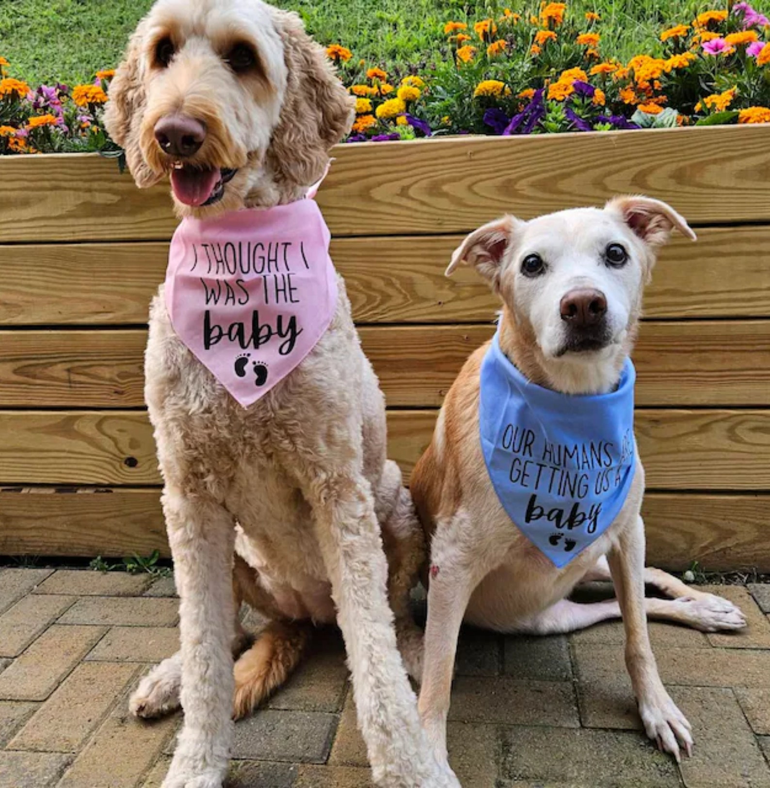 Pregnancy Announcement Dog Bandanas Our Humans Are Getting Us A Baby Dog Bandana I Thought I Was