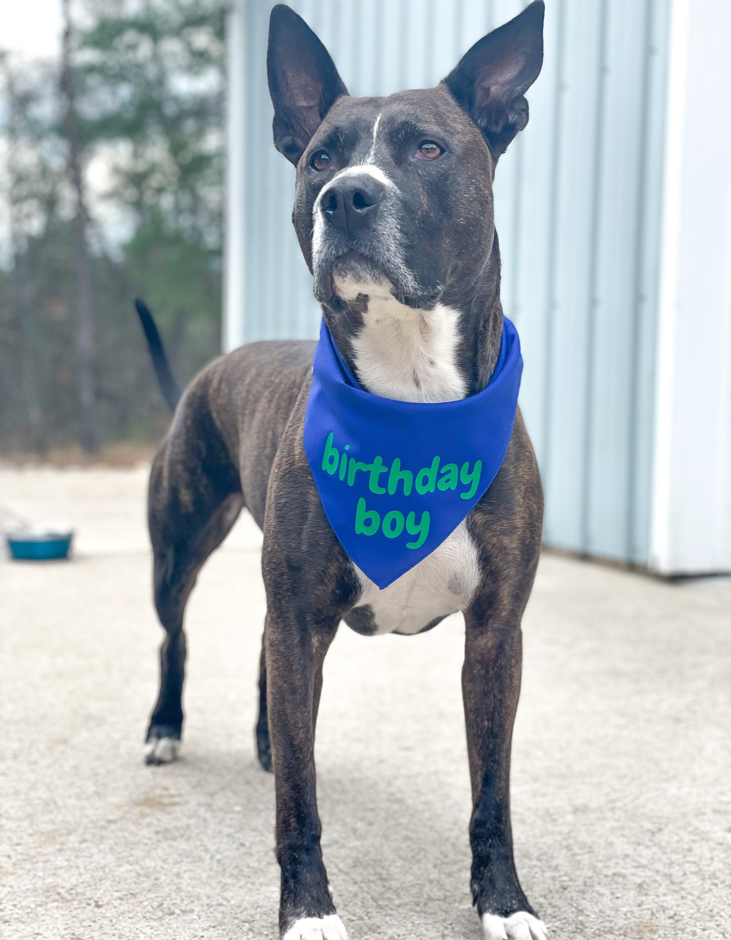 Dog Birthday Bandana Birthday Boy Bandana Birthday Girl Etsy