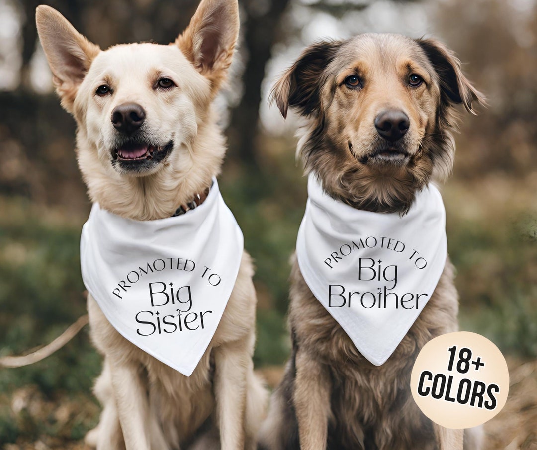 Pregnancy Announcement Dog Bandana Promoted to Big Brother Promoted to Big Sister Pregnancy