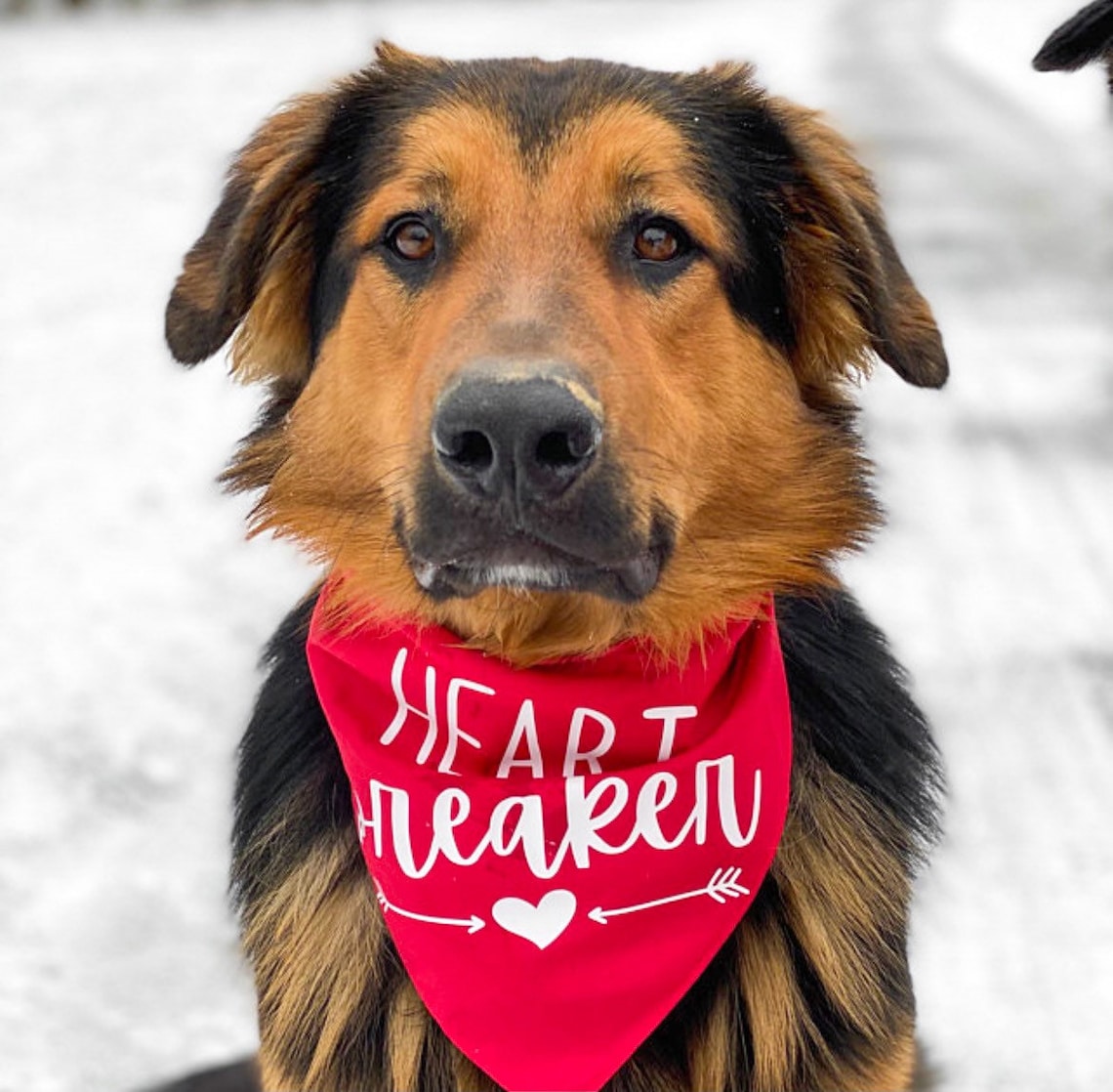 Heart Breaker Dog Bandana Valentine's Day Dog Bandana Etsy