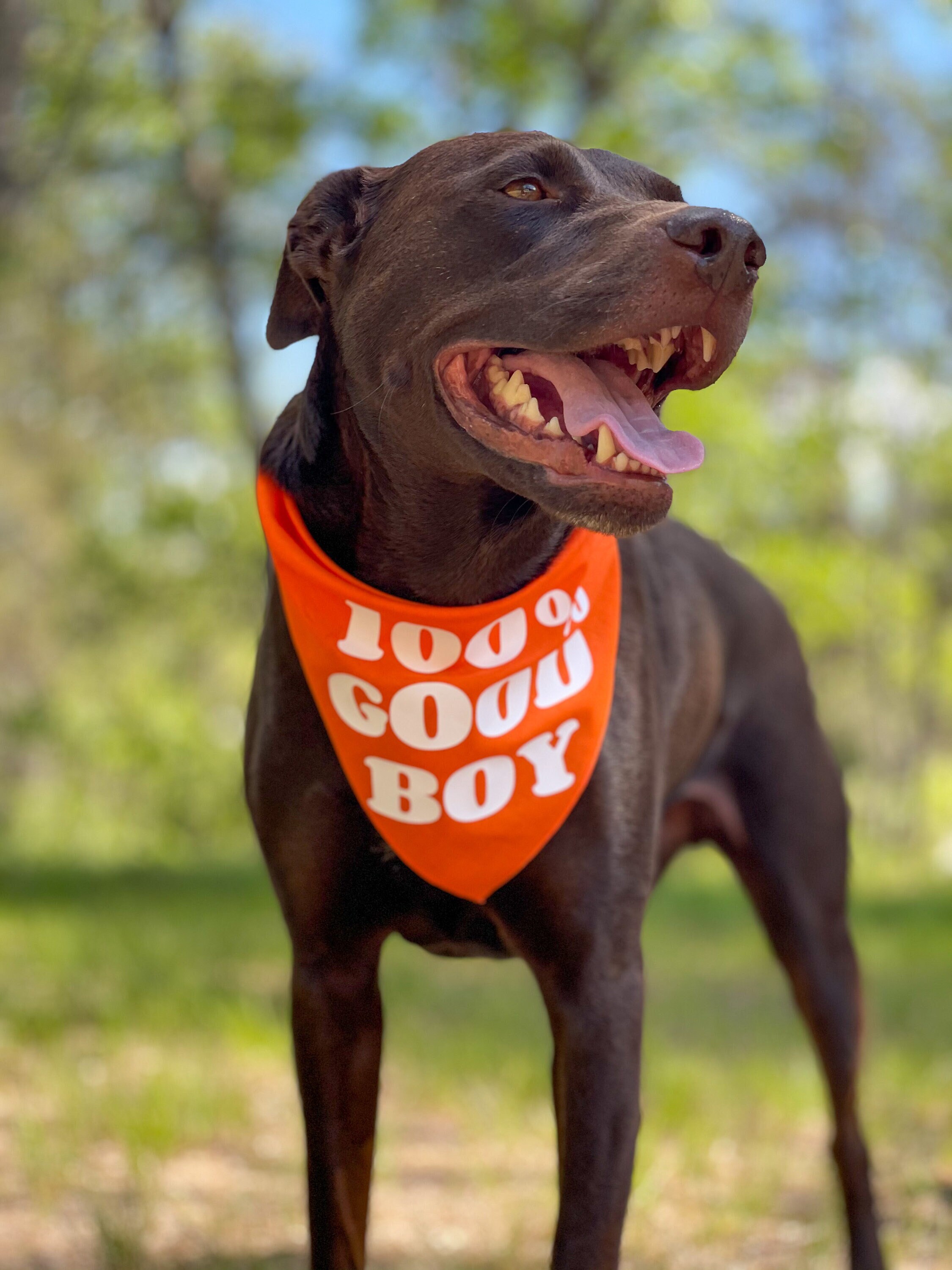 100 Good Boy Dog Bandana Bandana for Boy Dog Triangle Dog Etsy