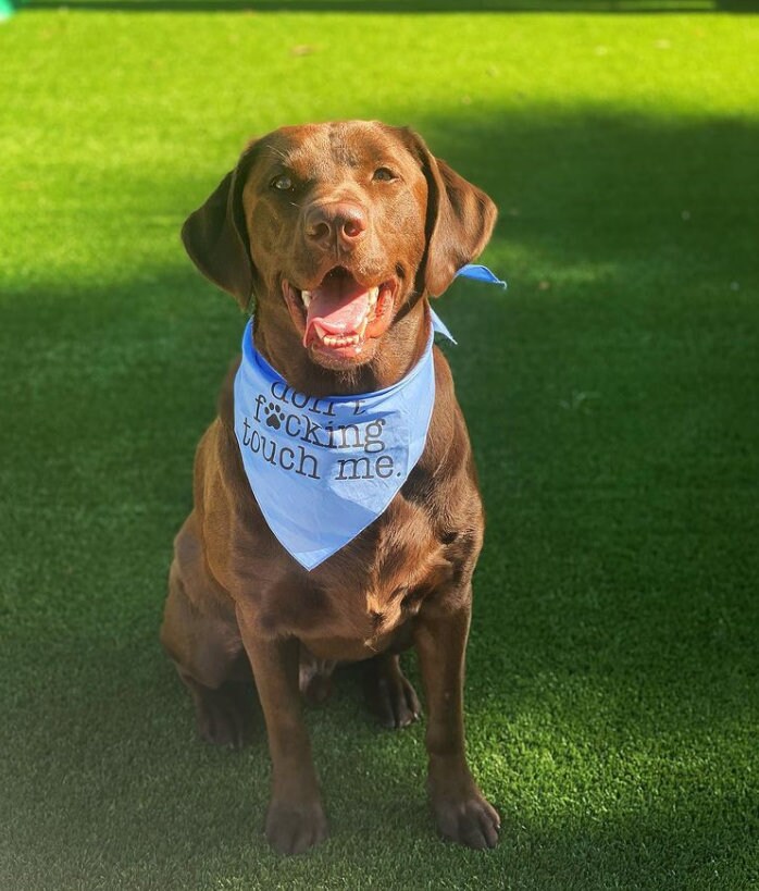 Don't Touch Me Dog Bandana Do Not Pet Dog Bandana Etsy