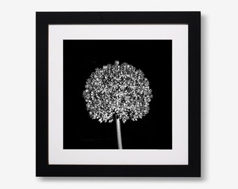 Black and White Allium Print, Photographic Floral Print; Abstract Print Mounted & Framed or Unframed Square Print;