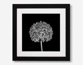 May include: A square framed wall art piece featuring a black and white photograph of a spherical allium flower head. The image is centered within a white mat and enclosed in a solid black frame, creating a high-contrast botanical display.