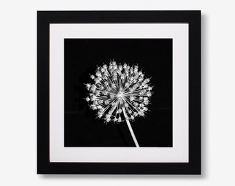 Black and White Flower Seed Print, Photographic Floral Print; Monochrome Flower Print Photo Mounted & Framed or Unframed Square Print;