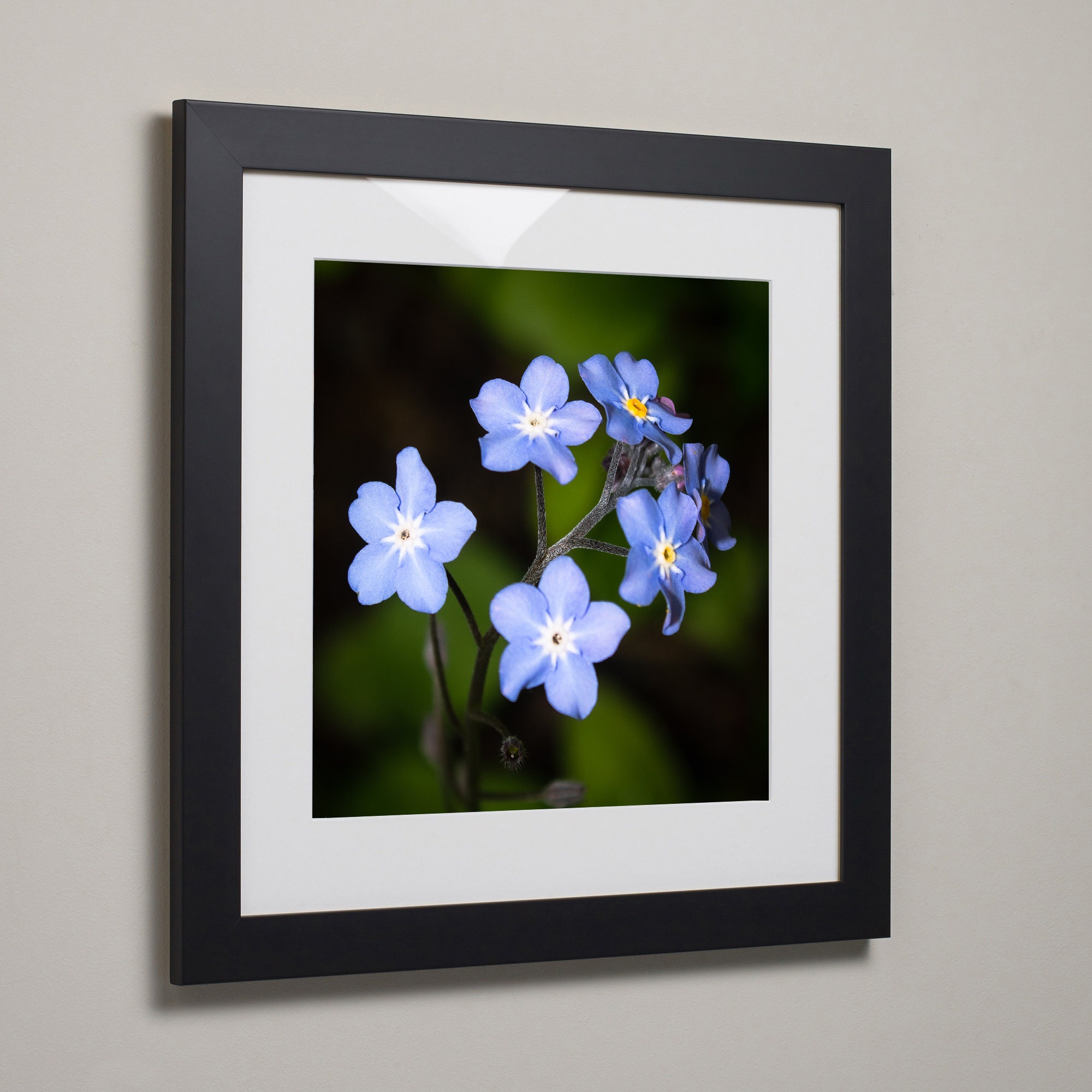 Me Not Print, Blue Flower Photo, Nature Wall Art, Flower
