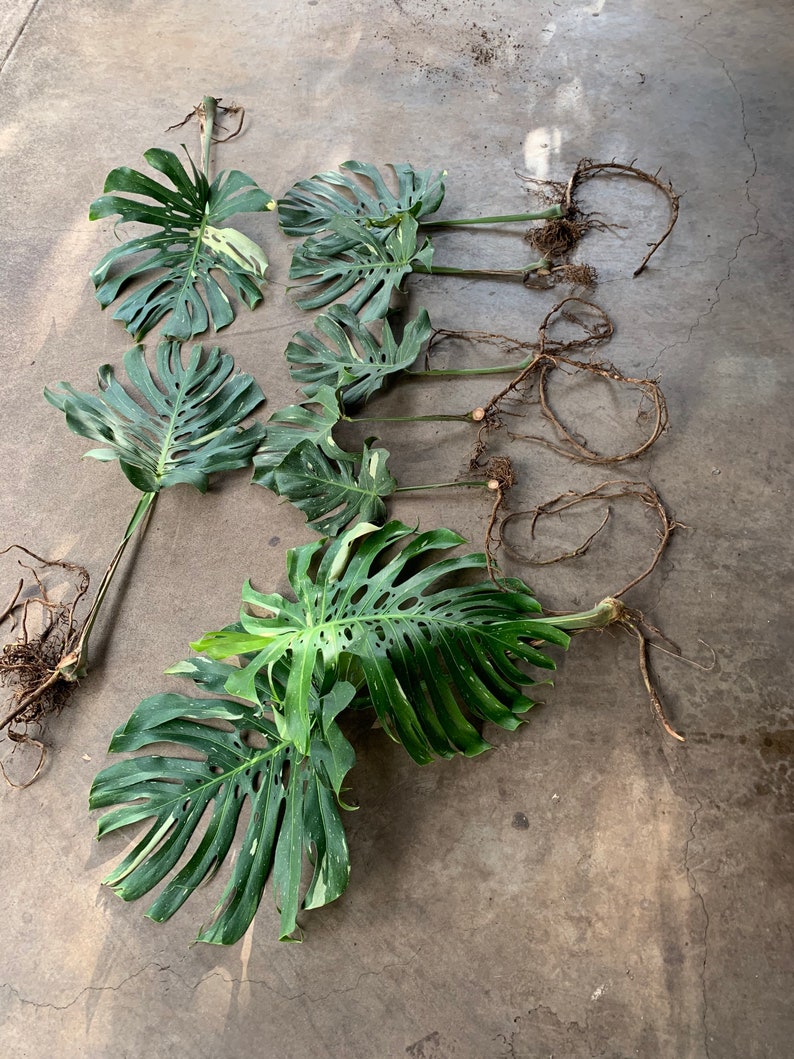 Big Sale Variegated Thai Monstera Deliciosalive Cuttings From Etsy