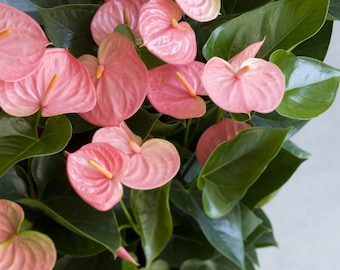 Anthurium pink Emma