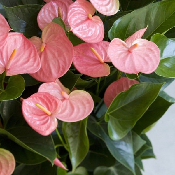 Emma Anthurium Etsy
