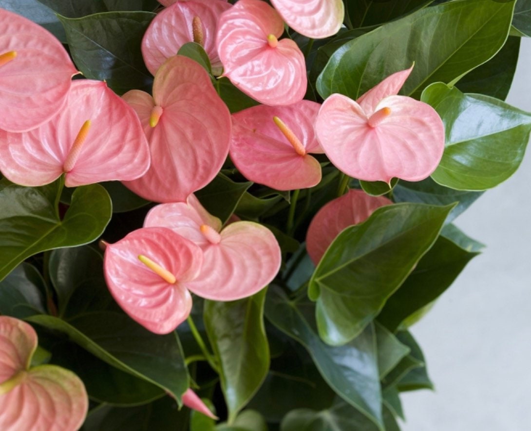 Anthurium pink Emma - Etsy 日本