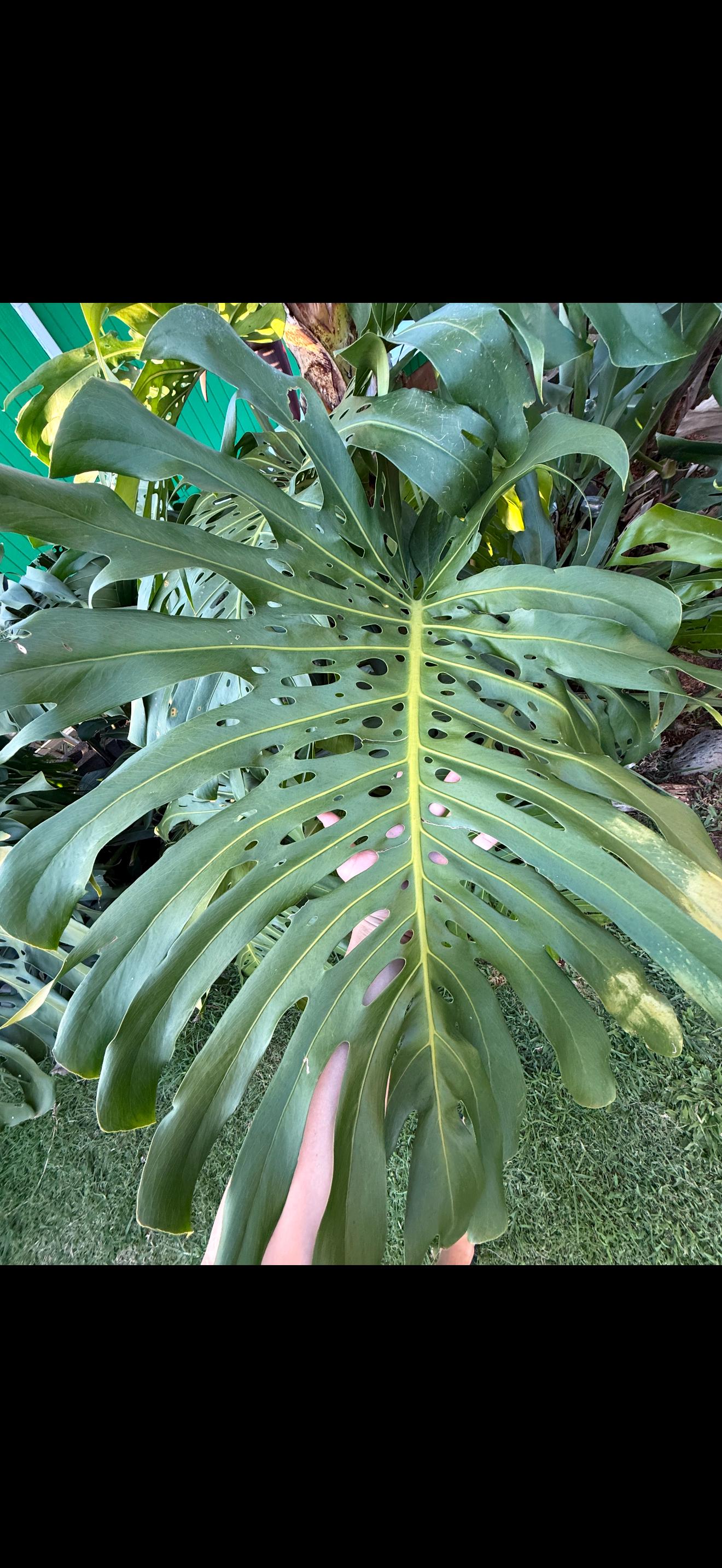 Large Form King Monstera Cutting: Huge Node, Easy Grow Indoor/outdoor Plant  - Etsy