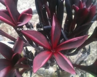 Rare Hilo beauty  plumeria dark red Cutting 8-12 inch