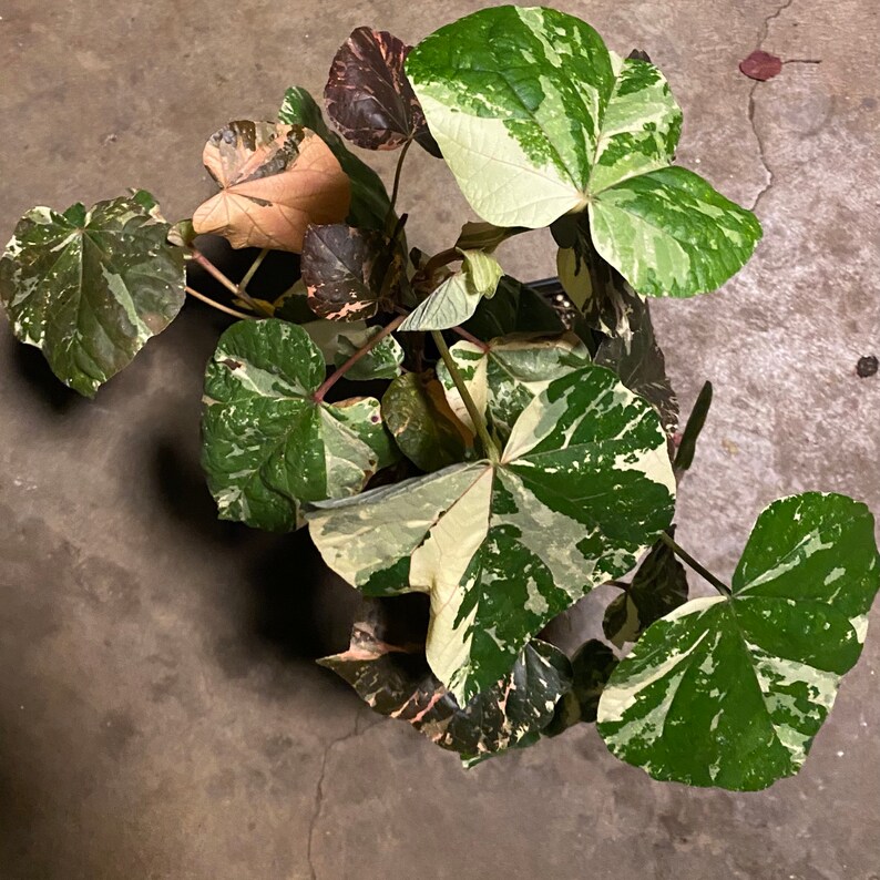 Sale HIBISCUS TILIACEUS VARIEGATA cutting 6 cuts of 6 inches easy to root and fast growing. image 4