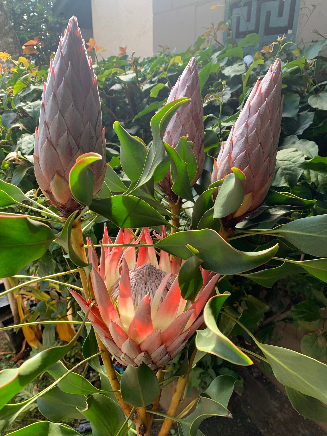 King Protea Rare huge Sale Live Plant 612 Inches Rooted Etsy