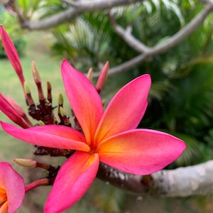 Summer Sale — Plumeria 8-12 inches fresh cutting easy to root name: kula rainbow