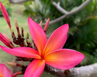 Summer Sale — Plumeria 8-12 inches fresh cutting easy to root name: kula rainbow