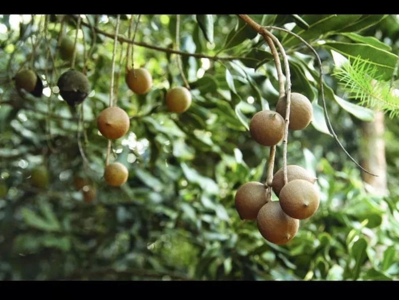 Macadamia 15 Nuts/seeds Easy to Grow and Taste Great Etsy