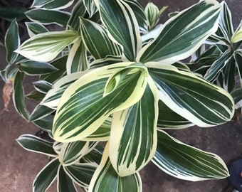 Rare arabicus  variegated costus Ginger 1 Live Plant/Rhizome