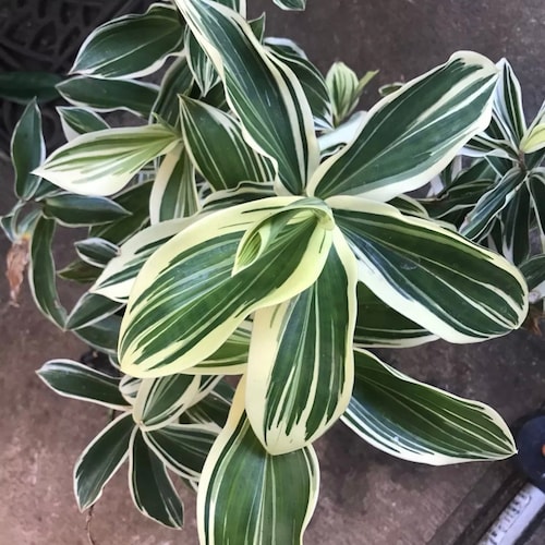 Rare Sale Variegated Pink Purest Ginger 1 Fresh Rhizome/plant - Etsy