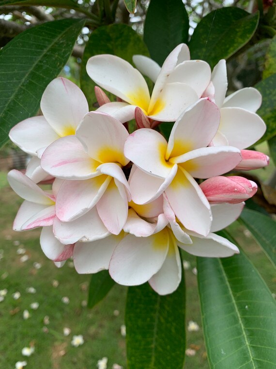 Details about < Cattariya > FRAGRANT PLUMERIA CUTTING WITH ROOTED 7-12 INCH WITH FREE PHYTO Details about < Cattariya > FRAGRANT PLUMERIA CUTTING WITH ROOTED 7-12 INCH WITH FREE PHYTO