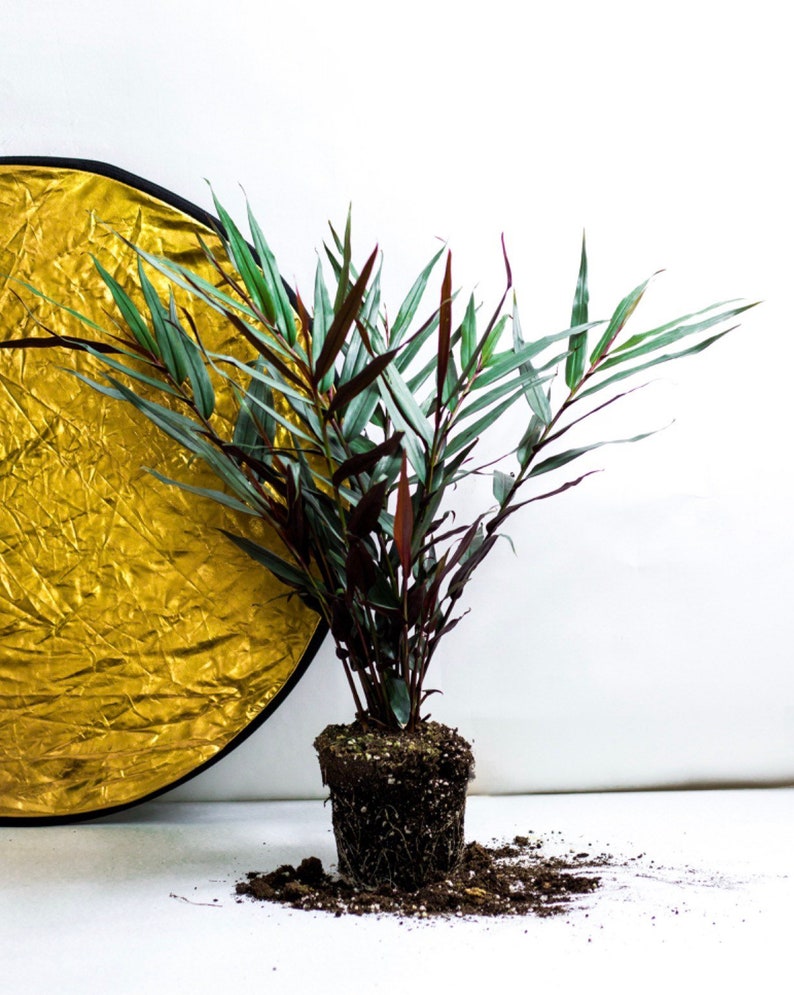 Sale Red Bamboo Ginger One Live Plant Easy and Ready to Grow.. Etsy