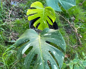 Monstera Thai rooted plant