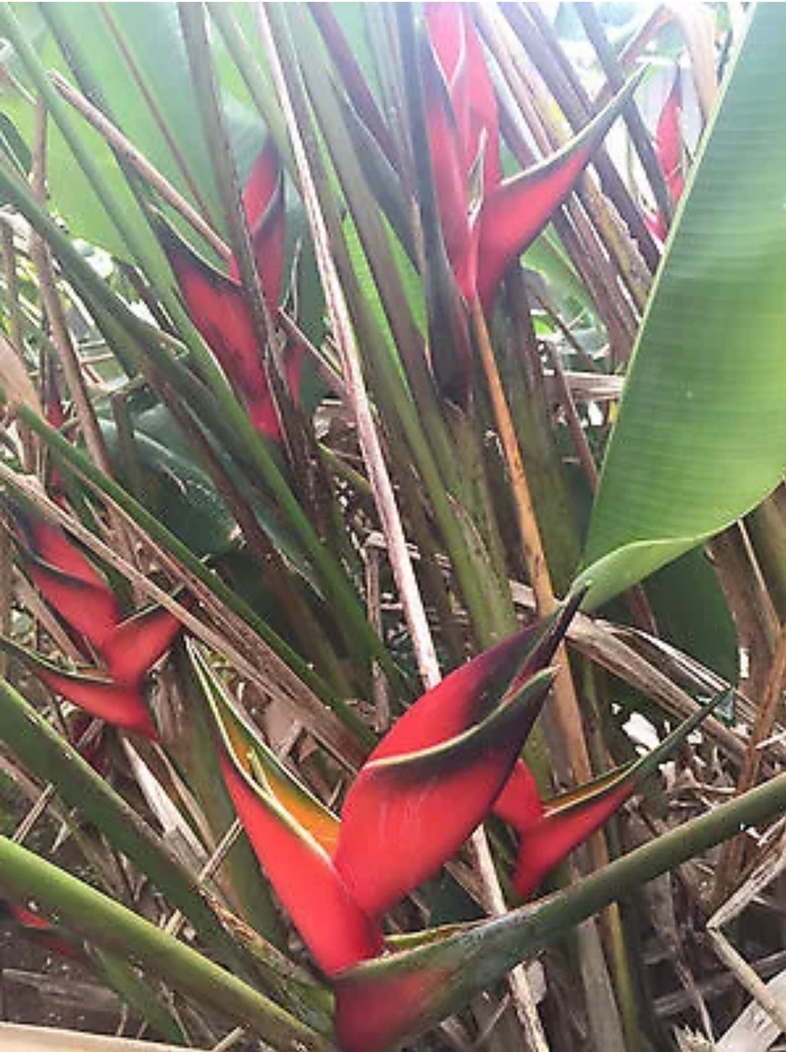 Red Lobster claw 1 live Plant Rhizome Fresh And Ready To Grow Etsy