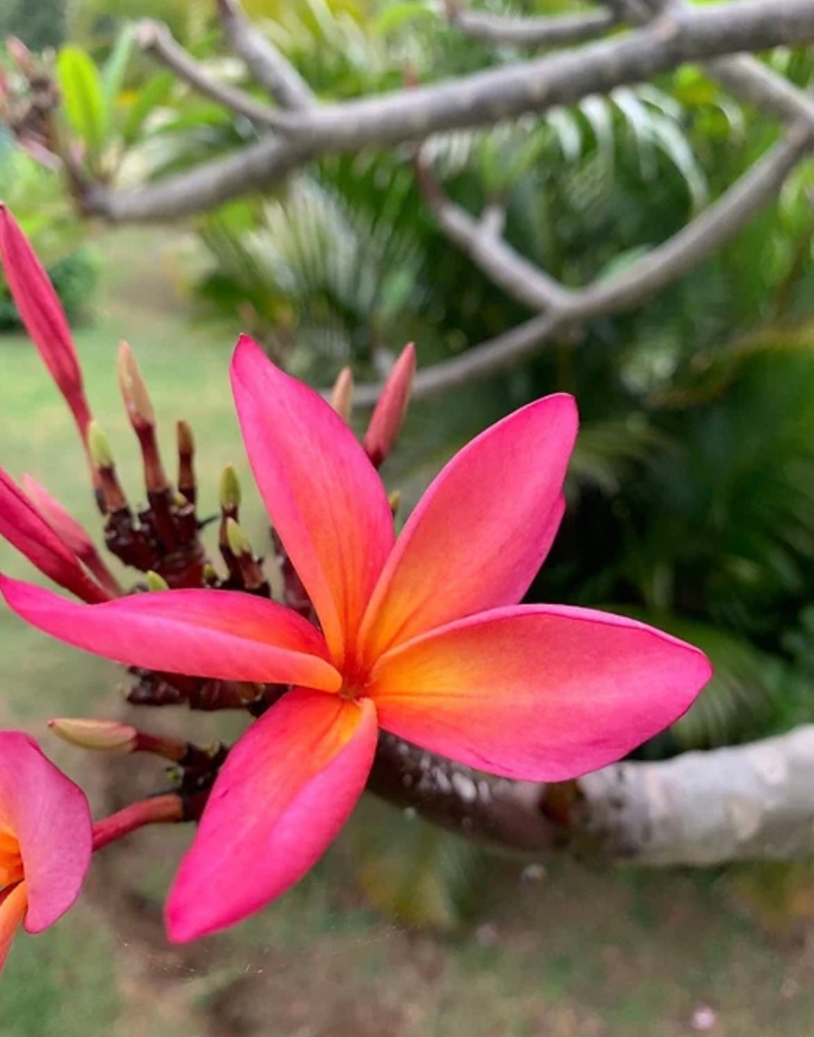 10 plumeria top cuts 8-12 inchin Kula rainbow