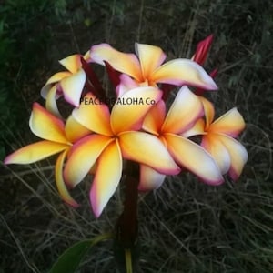 May include: Close-up of a cluster of yellow and pink plumeria flowers with red stems. The flowers have five petals each and are arranged in a circular pattern. The text "PEACE OF ALOHA CO." is visible in the center of the image.