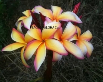 Summer  sale makawao rainbow Plumeria Plant Cutting 8-12 inch easy to grow