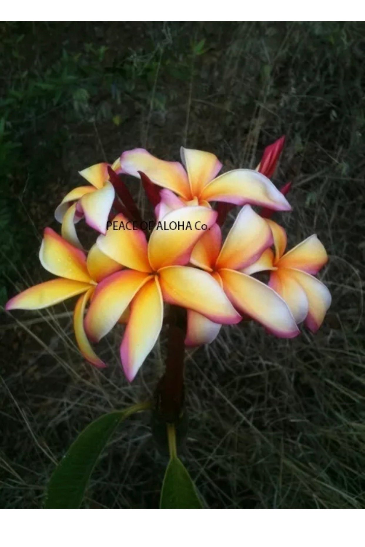 Summer  sale makawao rainbow Plumeria Plant Cutting 8-12 inch easy to grow best deals around