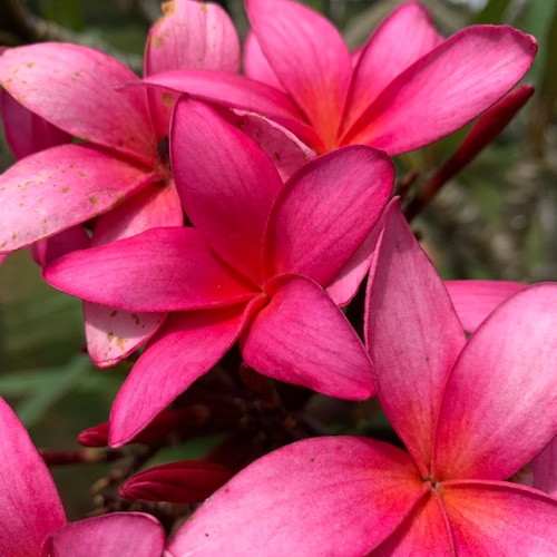 Plumeria Cutting 6-12 Inches Fresh and Easy to Grow Magenta - Etsy