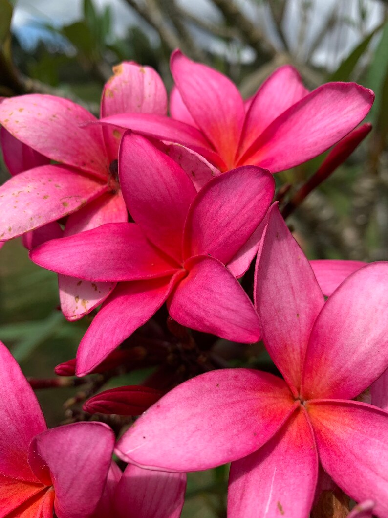 Sale Plumeria Cutting 812 Inches Fresh and Easy to Grow Magenta Kula