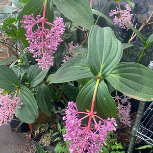 Medinilla Magnifica, Rose Grape, Chandelier orchid